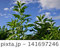 道端に咲くイヌキモ 141697246