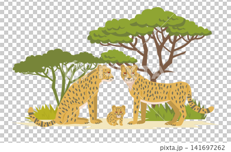 Animals: Cheetah family 141697262