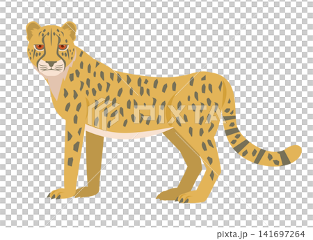 animal cheetah animal cheetah 141697264