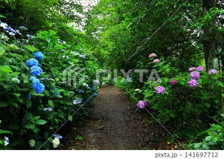 あきる野市 南沢あじさい山の紫陽花 あきる野市 南沢あじさい山の紫陽花 141697712
