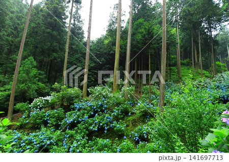 あきる野市 南沢あじさい山の紫陽花 あきる野市 南沢あじさい山の紫陽花 141697713