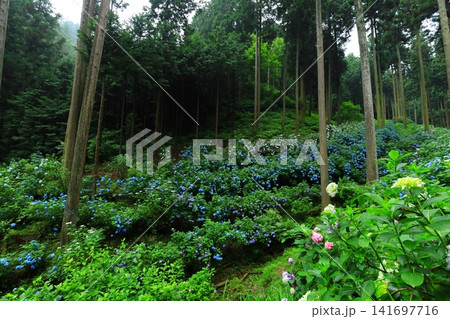 あきる野市 南沢あじさい山の紫陽花 あきる野市 南沢あじさい山の紫陽花 141697716