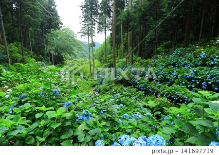 あきる野市 南沢あじさい山の紫陽花 あきる野市 南沢あじさい山の紫陽花 141697719