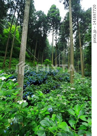 あきる野市 南沢あじさい山の紫陽花 あきる野市 南沢あじさい山の紫陽花 141697720