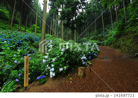 あきる野市　南沢あじさい山の紫陽花 141697721