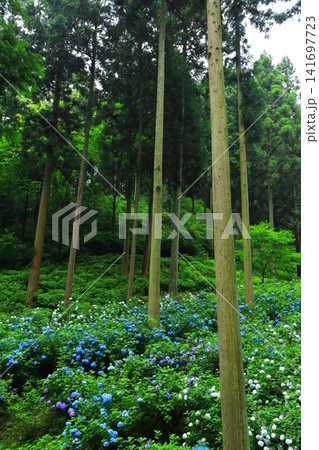 あきる野市 南沢あじさい山の紫陽花 あきる野市 南沢あじさい山の紫陽花 141697723