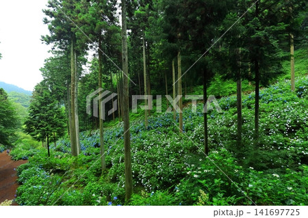 あきる野市 南沢あじさい山の紫陽花 あきる野市 南沢あじさい山の紫陽花 141697725