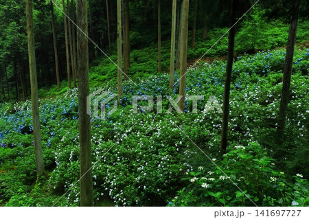 あきる野市 南沢あじさい山の紫陽花 あきる野市 南沢あじさい山の紫陽花 141697727