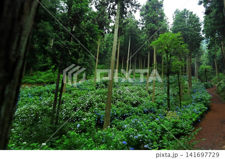 あきる野市 南沢あじさい山の紫陽花 あきる野市 南沢あじさい山の紫陽花 141697729