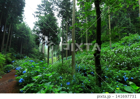 あきる野市 南沢あじさい山の紫陽花 あきる野市 南沢あじさい山の紫陽花 141697731