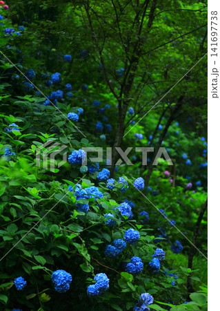 あきる野市 南沢あじさい山の紫陽花 あきる野市 南沢あじさい山の紫陽花 141697738