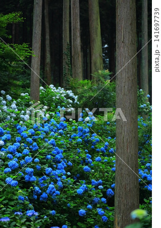 あきる野市 南沢あじさい山の紫陽花 あきる野市 南沢あじさい山の紫陽花 141697739