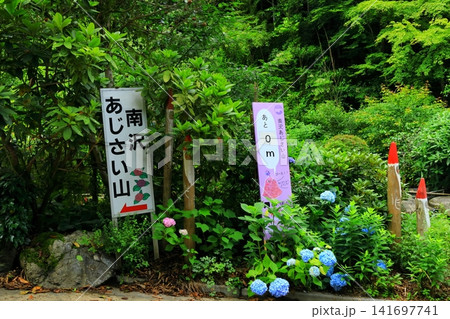 あきる野市　南沢あじさい山の紫陽花 141697741