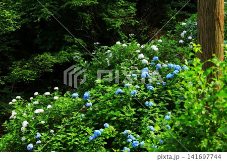 あきる野市　南沢あじさい山の紫陽花 141697744