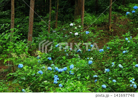 あきる野市 南沢あじさい山の紫陽花 あきる野市 南沢あじさい山の紫陽花 141697748