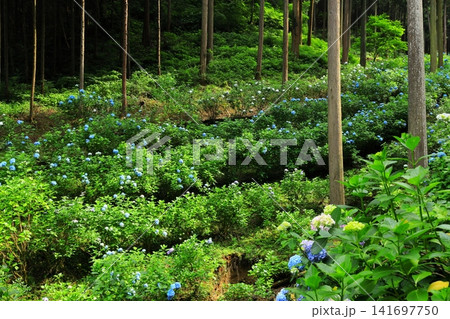 あきる野市　南沢あじさい山の紫陽花 141697750
