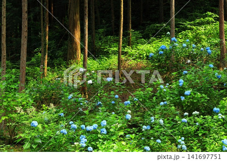 あきる野市　南沢あじさい山の紫陽花 141697751