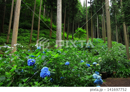 あきる野市 南沢あじさい山の紫陽花 あきる野市 南沢あじさい山の紫陽花 141697752