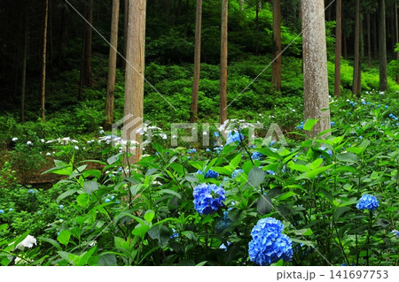 あきる野市 南沢あじさい山の紫陽花 あきる野市 南沢あじさい山の紫陽花 141697753