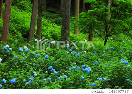 あきる野市 南沢あじさい山の紫陽花 あきる野市 南沢あじさい山の紫陽花 141697757