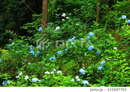 あきる野市　南沢あじさい山の紫陽花 141697765