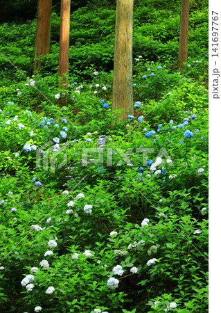 あきる野市 南沢あじさい山の紫陽花 あきる野市 南沢あじさい山の紫陽花 141697767