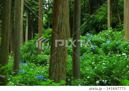 あきる野市　南沢あじさい山の紫陽花 141697773