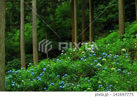 あきる野市 南沢あじさい山の紫陽花 あきる野市 南沢あじさい山の紫陽花 141697775