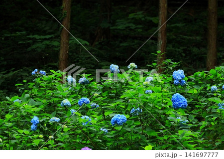あきる野市 南沢あじさい山の紫陽花 あきる野市 南沢あじさい山の紫陽花 141697777