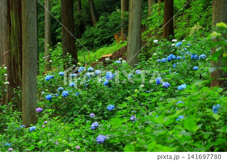 あきる野市 南沢あじさい山の紫陽花 あきる野市 南沢あじさい山の紫陽花 141697780