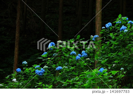 あきる野市 南沢あじさい山の紫陽花 あきる野市 南沢あじさい山の紫陽花 141697783