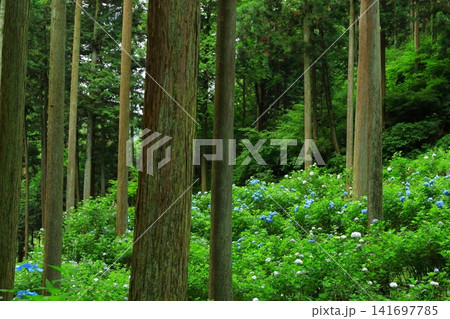 あきる野市 南沢あじさい山の紫陽花 あきる野市 南沢あじさい山の紫陽花 141697785