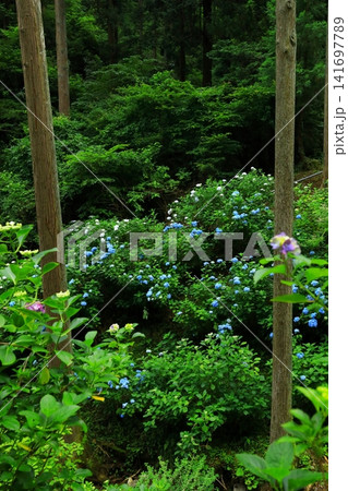 あきる野市 南沢あじさい山の紫陽花 あきる野市 南沢あじさい山の紫陽花 141697789