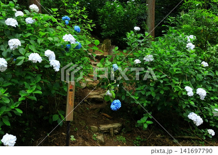 あきる野市 南沢あじさい山の紫陽花 あきる野市 南沢あじさい山の紫陽花 141697790