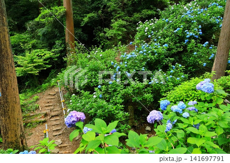 あきる野市 南沢あじさい山の紫陽花 あきる野市 南沢あじさい山の紫陽花 141697791
