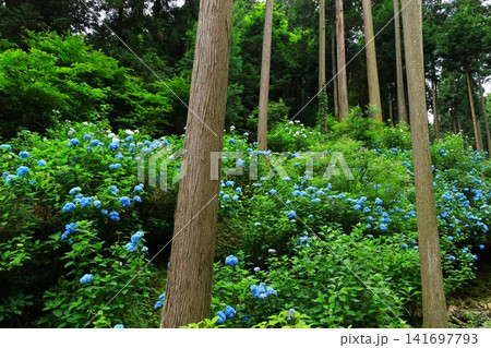 あきる野市 南沢あじさい山の紫陽花 あきる野市 南沢あじさい山の紫陽花 141697793