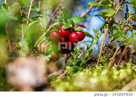 Closeup of ripe red lingonberries growing on an evergreen shrub among moss and woodland vegetation near Vilniemi in Hamina, Finland. Closeup of ripe red lingonberries growing on an evergreen shrub among moss and woodland vegetation near Vilniemi in Hamina, Finland. 141697930