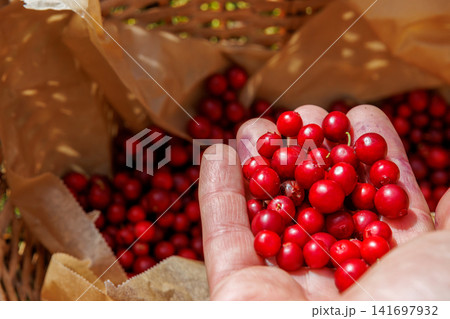 Closeup of a hand holding freshly picked red lingonberries above a wicker basket filled with wild berries near Vilniemi in Hamina, Finland. 141697932