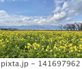 日本の美しい春　菜の花 141697962