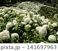 紫陽花　日本の美しい夏 141697963
