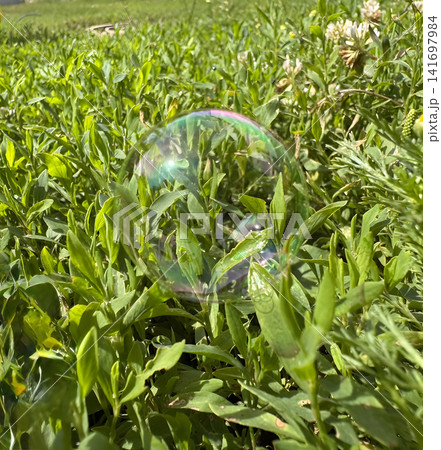 Bubble resting on green grass under sunlight in a garden Bubble resting on green grass under sunlight in a garden 141697984
