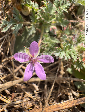 Small purple flower grows on dry ground with green leaves during daylight 141698068