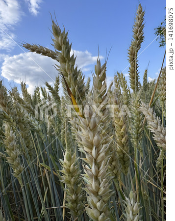 Wheat fields grow under a blue sky with clouds during the day in a rural area 141698075