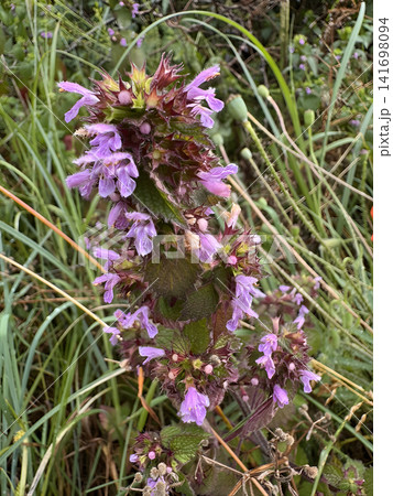 Purple flowers grow among green grass in a natural setting during daylight Purple flowers grow among green grass in a natural setting during daylight 141698094