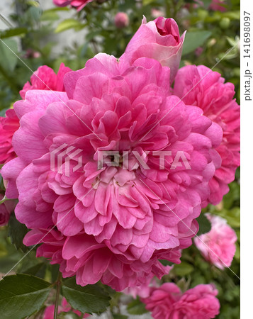 Clusters of pink flowers bloom in a garden during the afternoon light Clusters of pink flowers bloom in a garden during the afternoon light 141698097