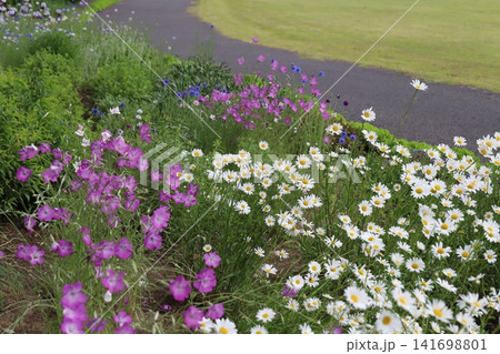 春の公園に咲くピンク色のムギセンノウの花と白いカモミールの花 春の公園に咲くピンク色のムギセンノウの花と白いカモミールの花 141698801