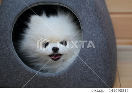 室内で愛犬ポメラニアンがベッドでリラックス 141698812