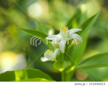 キンカンの花 141698823