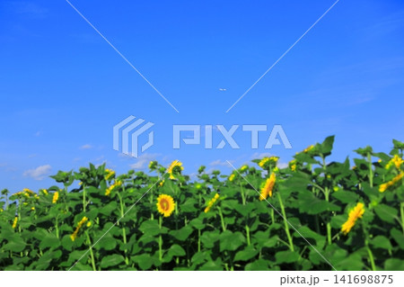 夏の向日葵のある風景 141698875
