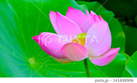 ピンク色が綺麗なハスの花 141698906
